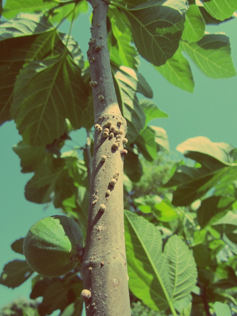 fig infestation